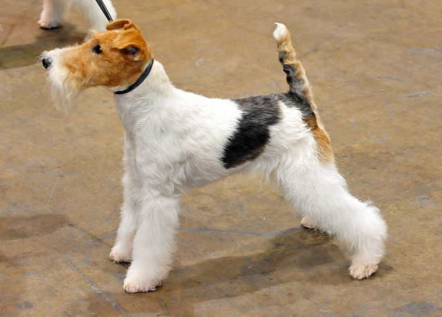 ginger wire fox terrier for sale