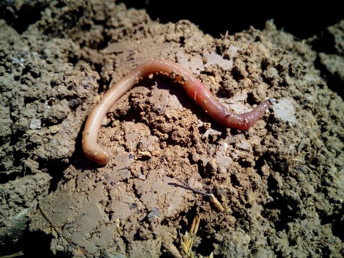Earth worm on pile of dirt