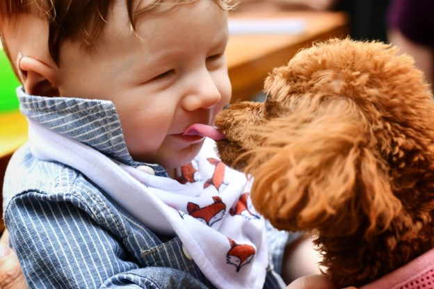 a small dog is licking the face of a small child.