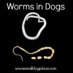 Worms in Dogs
