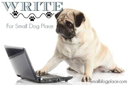 Want to write for Small Dog Place?