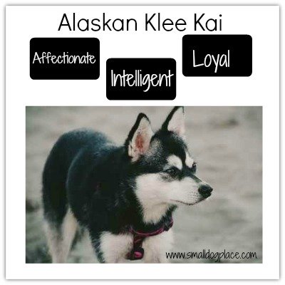 alaskan klee kai a husky in a small package alaskan klee kai size