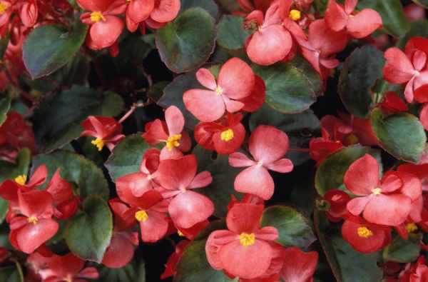 Bloomingwriter Gardening in Nova Scotia Cats and poisonous plants