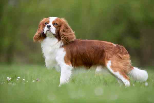 Best Food For Cavalier King Charles Spaniel Uk Best Food For Cavalier King Charles Spaniel Uk