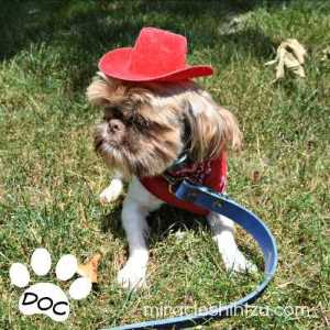 Redneck Dog Names: For All Those Loyal Country/Hillbilly Pups Redneck Dog Names: For All Those Loyal Country/Hillbilly Pups
