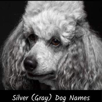 100 Clever Dog Names For A Blue Or Gray This Page Includes Names For A Gray Silver Or Blue Dog