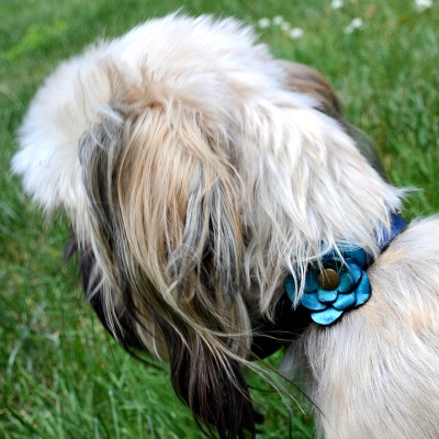 Old Fashioned Puppy Collars Old Fashioned Puppy Collars