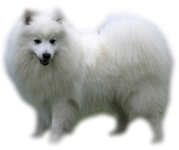Fluffy Small Breed Dogs