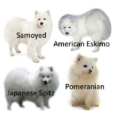 Anese Spitz Dog Breed Information Nordic Spitz Breeds