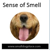 Dog Senses: Surprising Facts on How Your Dog Perceives His World