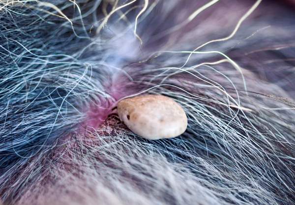 Dog Ticks: Should you be Concerned?