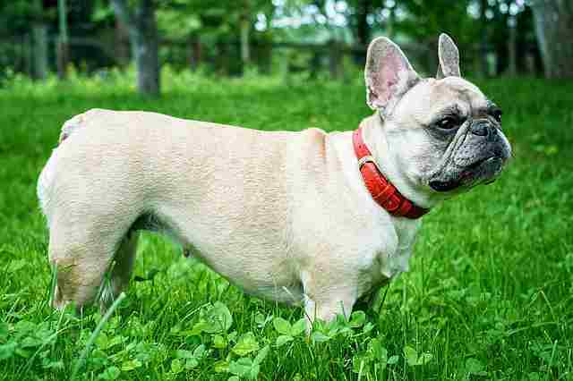 french bulldog