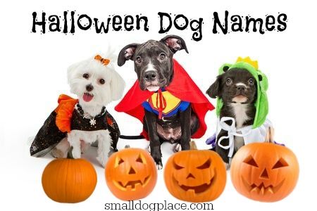 Dog Names Which Y One Will You Choose Dog Names Y Creepy Just Plain Fun