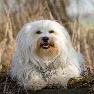 All Small Dog Breed List: A to Z with Pictures  All Small Dog Breed List: A to Z with Pictures