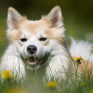 All Small Dog Breed List: A to Z with Pictures & Descriptions All Small Dog Breed List: A to Z with Pictures & Descriptions