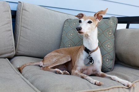 greyhound italian dog ig breed often described breeds creatures among comfort true being unique