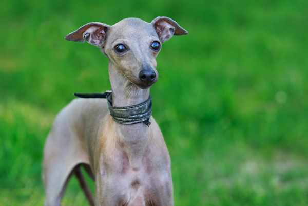 Quiet Small Breed Dogs: Top Ten Choices