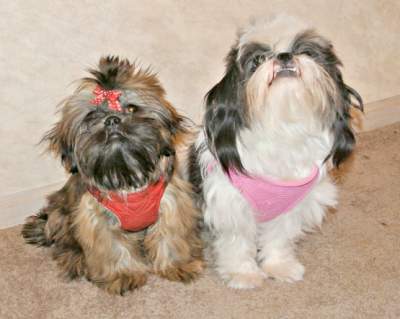 Do Girl Dogs Get Spayed Or Neutered Do Girl Dogs Get Spayed Or Neutered