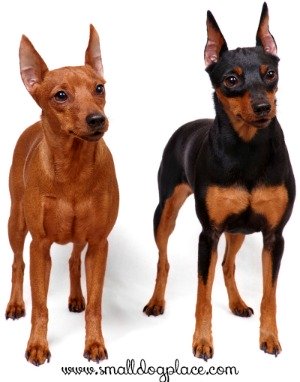 miniature pinscher small dog place miniature pinscher size chart