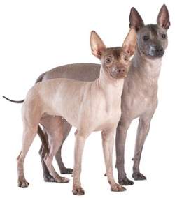 Two Toy Xoloitzcuintli (Xolo) (Mexican Hairless)
