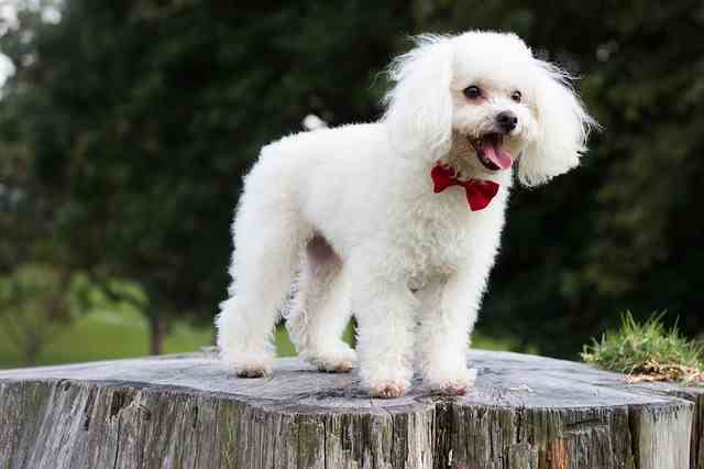 xpoodle-on-a-log.jpg.pagespeed.ic.kPh-_Li1ye.jpg