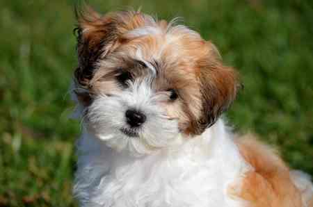 Designer Dog List