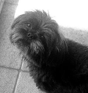 shihtzu health problems