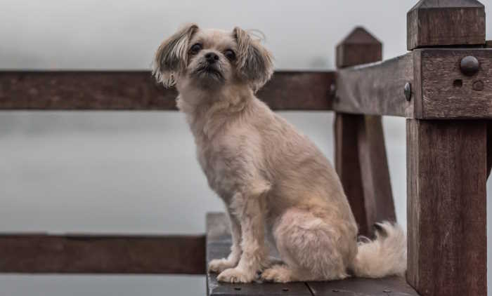 shih tzu poodle mix temperament shihpoo shih tzu and poodle hybrid shih tzu poodle mix temperament shihpoo shih tzu and poodle hybrid