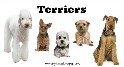 breeds of small dogs ultimate list of dogs all under 25 pounds dogs by size