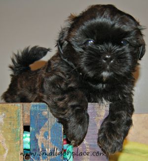 tough names tough names great name ideas for big and small dogs tough names tough names great name ideas for big and small dogs