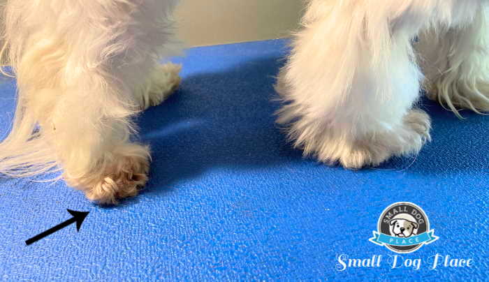 A yeast infection in a Shih Tzu dog. A yeast infection in a Shih Tzu dog.