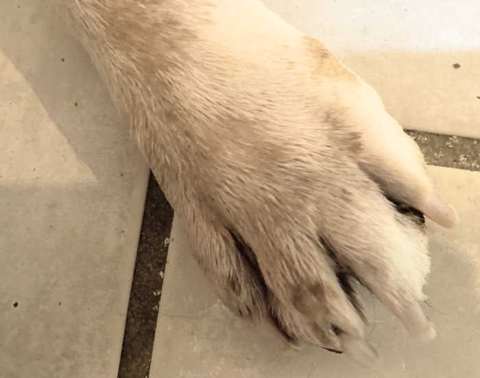 Yeasty paw