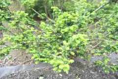 Japanese yew Japanese yew
