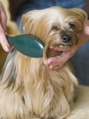 Grooming the Yorkshire Terrier
