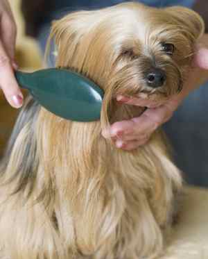 Long haired Yorkshire Terrier is being brushed