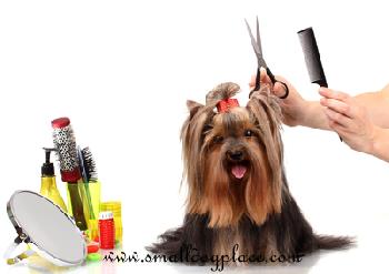 A Yorkshire Terrier being groomed