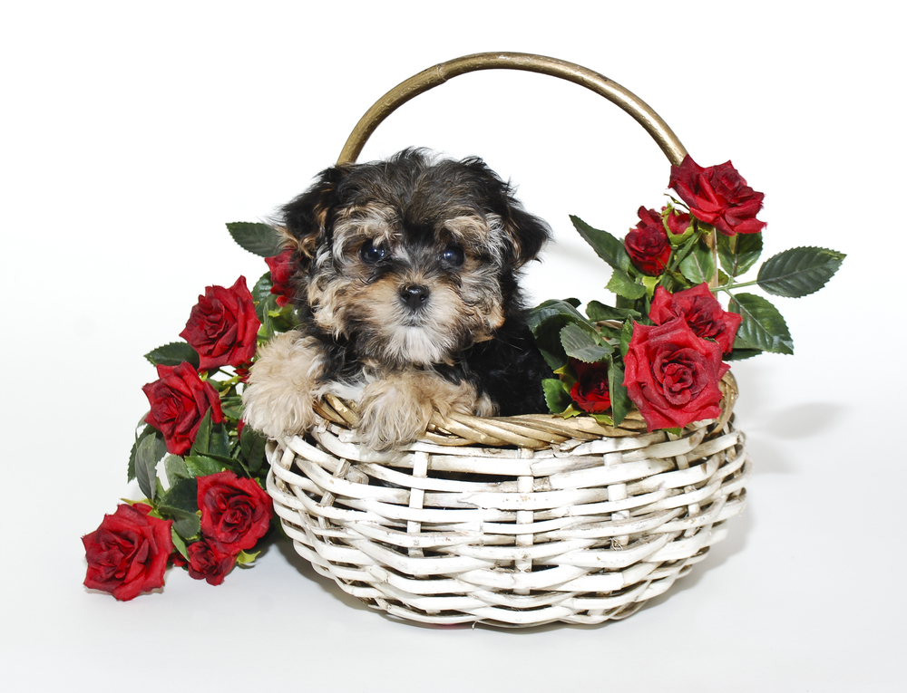 A young yorkie poo puppy is sitting in a basket