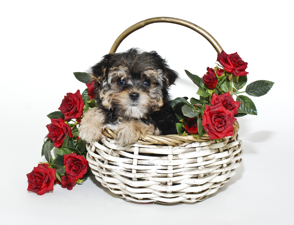 A young yorkie poo puppy is sitting in a basket A young yorkie poo puppy is sitting in a basket