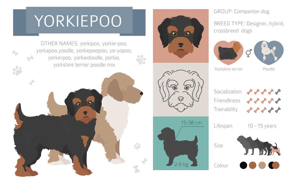 Infographic of the Yorkie Poo breed