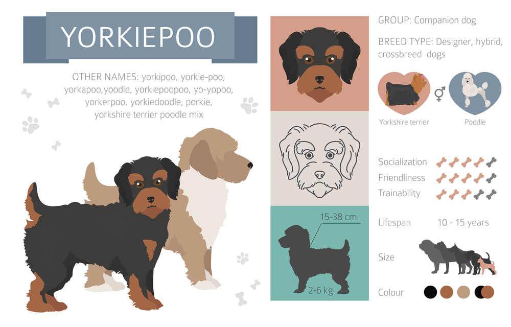 Infographic of the Yorkie Poo breed Infographic of the Yorkie Poo breed