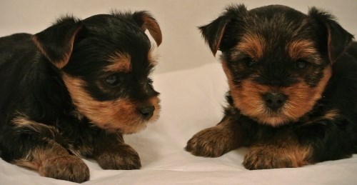 Two six week old Yorkshire Terrier Puppies (Black and gold)