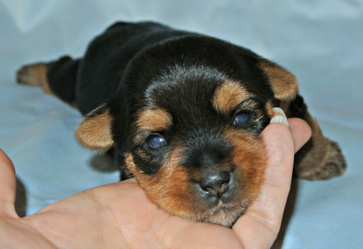 Two week old Yorkshire Terrier Puppy with his eyes open.