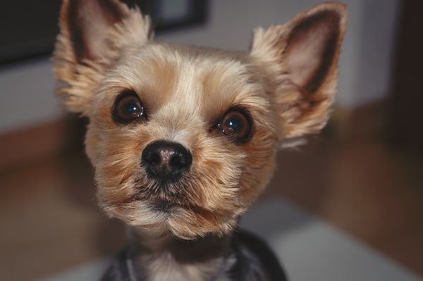 A Yorkshire Terrier Puppy is shown facing the camera