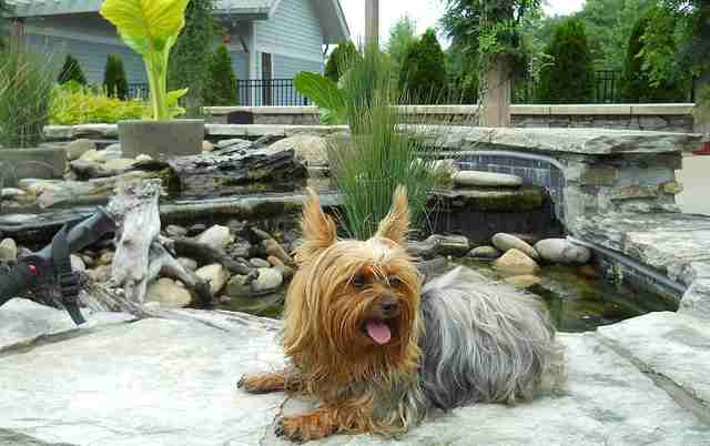 Yorkshire Terrier is resting outside in front of a pond