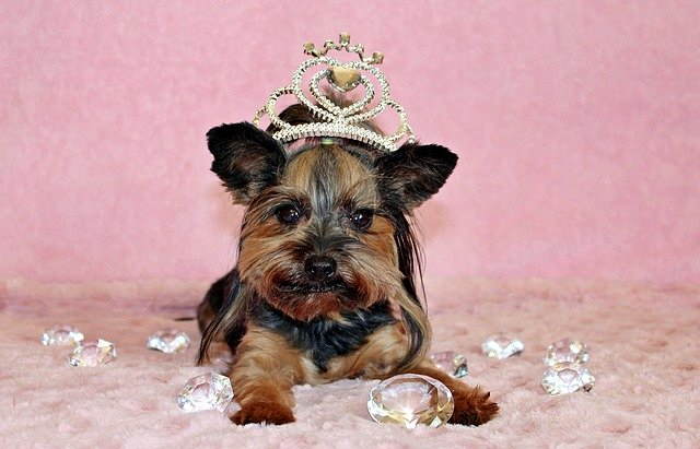 A young Yorkshire Terrier wearing a tiara