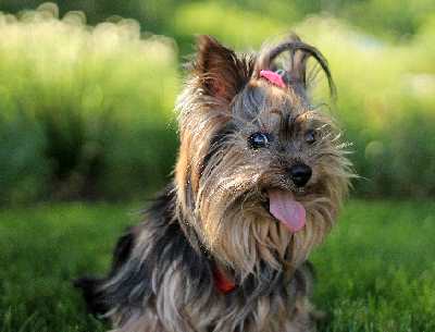 are yorkies yappy best small dogs for apartments are yorkies yappy best small dogs for apartments
