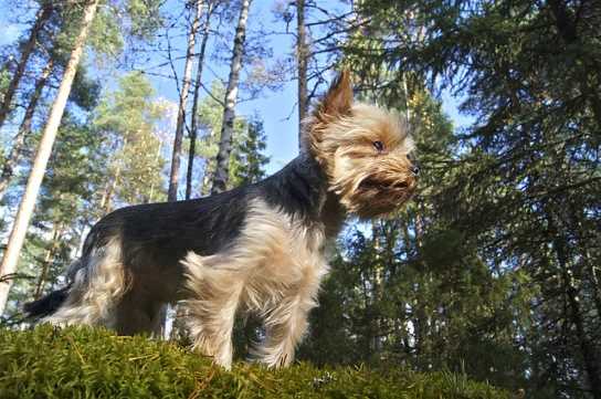 Yorkies make great therapy dogs because they are naturally curious and outgoing. Yorkies make great therapy dogs because they are naturally curious and outgoing.