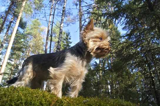 Yorkies make great therapy dogs because they are naturally curious and outgoing.