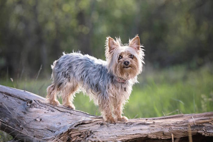 An energetic Yorkshire Terrier in a forest setting