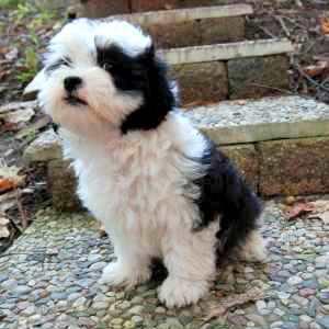 small gentle dog breeds